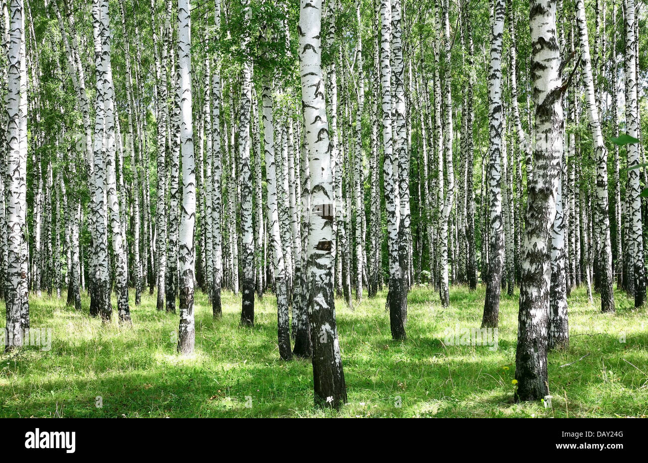 Summer july view of birch grove in sunlight Stock Photo