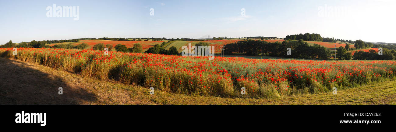 Poppy fields Panoramic ( Papaver somniferum ) Stock Photo
