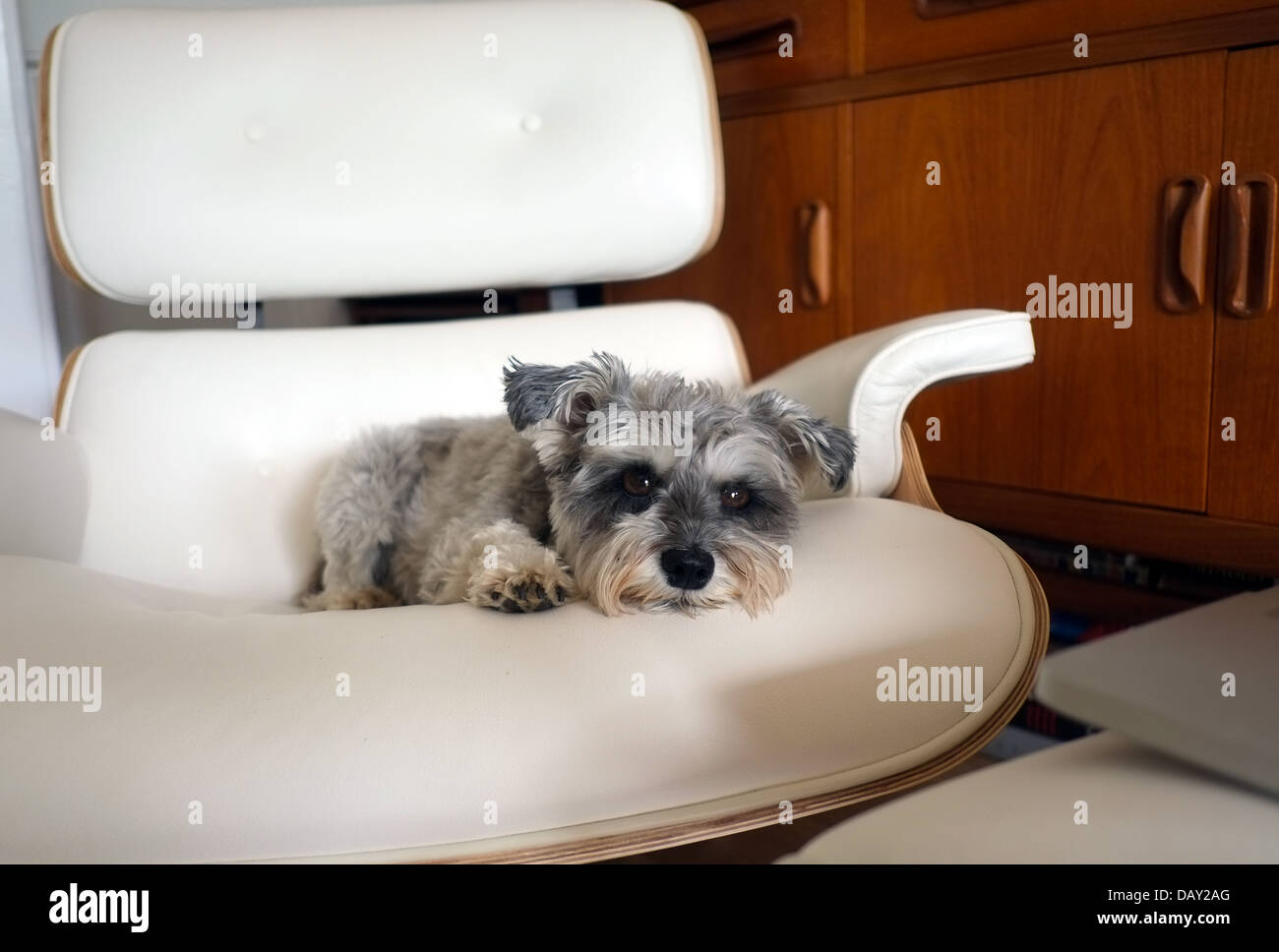 Mini schnauzer dog sleeping on chair. London, UK Stock Photo
