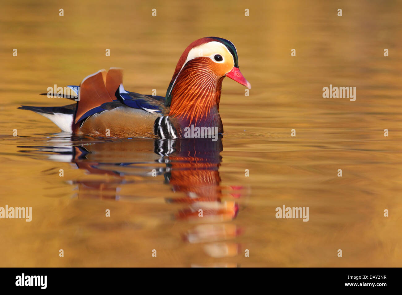 Drake Mandarin Duck on an English lake Stock Photo