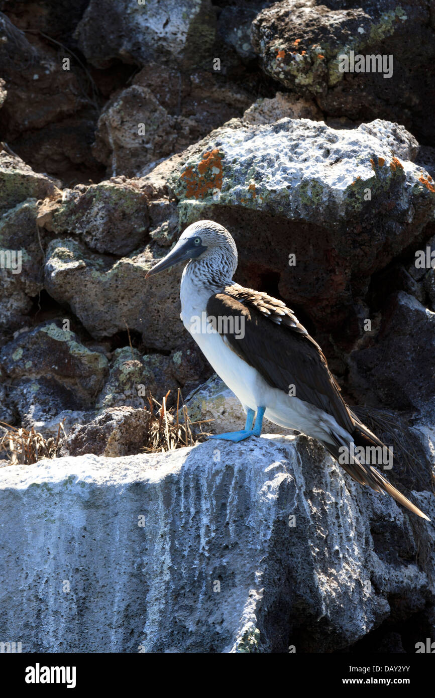 Blue-footed Booby, Sula nebouxii,Santa Cruz Island, Galapagos Islands, Ecuador Stock Photo
