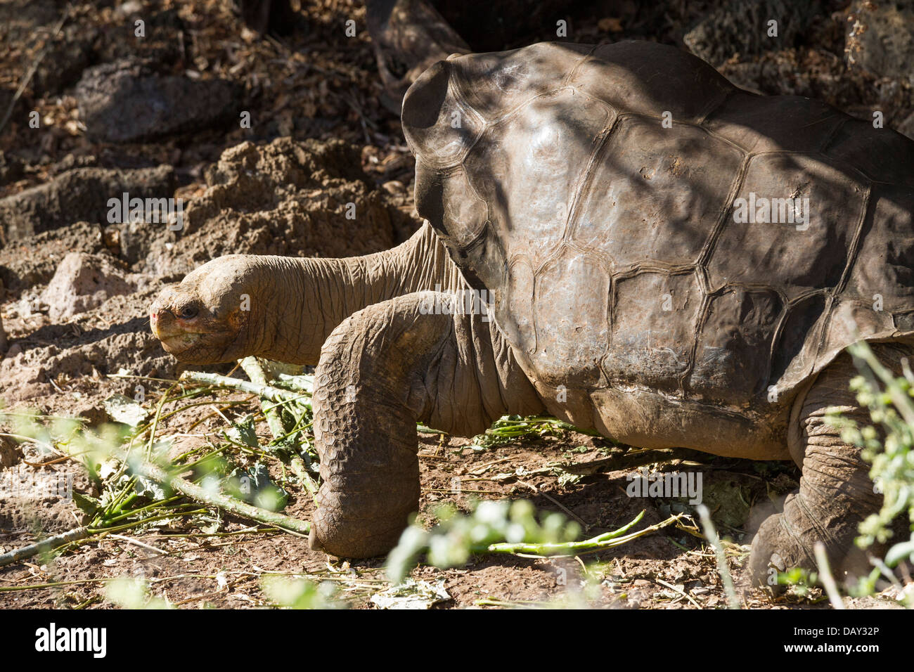 Lonesome George, Giant Tortoise, Charles Darwin Research Station, Santa Cruz Island, Galapagos Islands, Ecuador Stock Photo