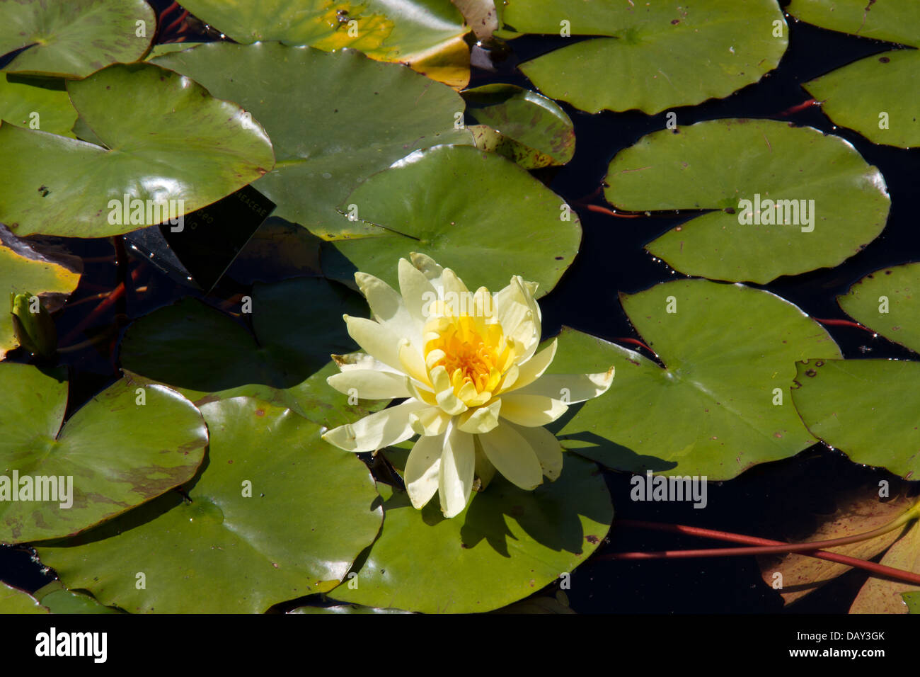 Yellow Water Lily Hi-res Stock Photography And Images - Alamy