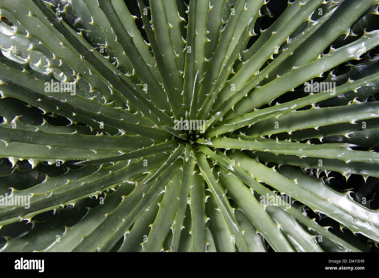 Spiny Palm fern close up Stock Photo - Alamy