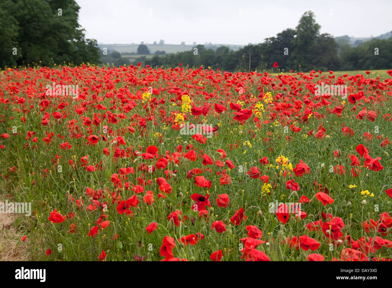 Poppy fields ( Papaver somniferum ) Stock Photo