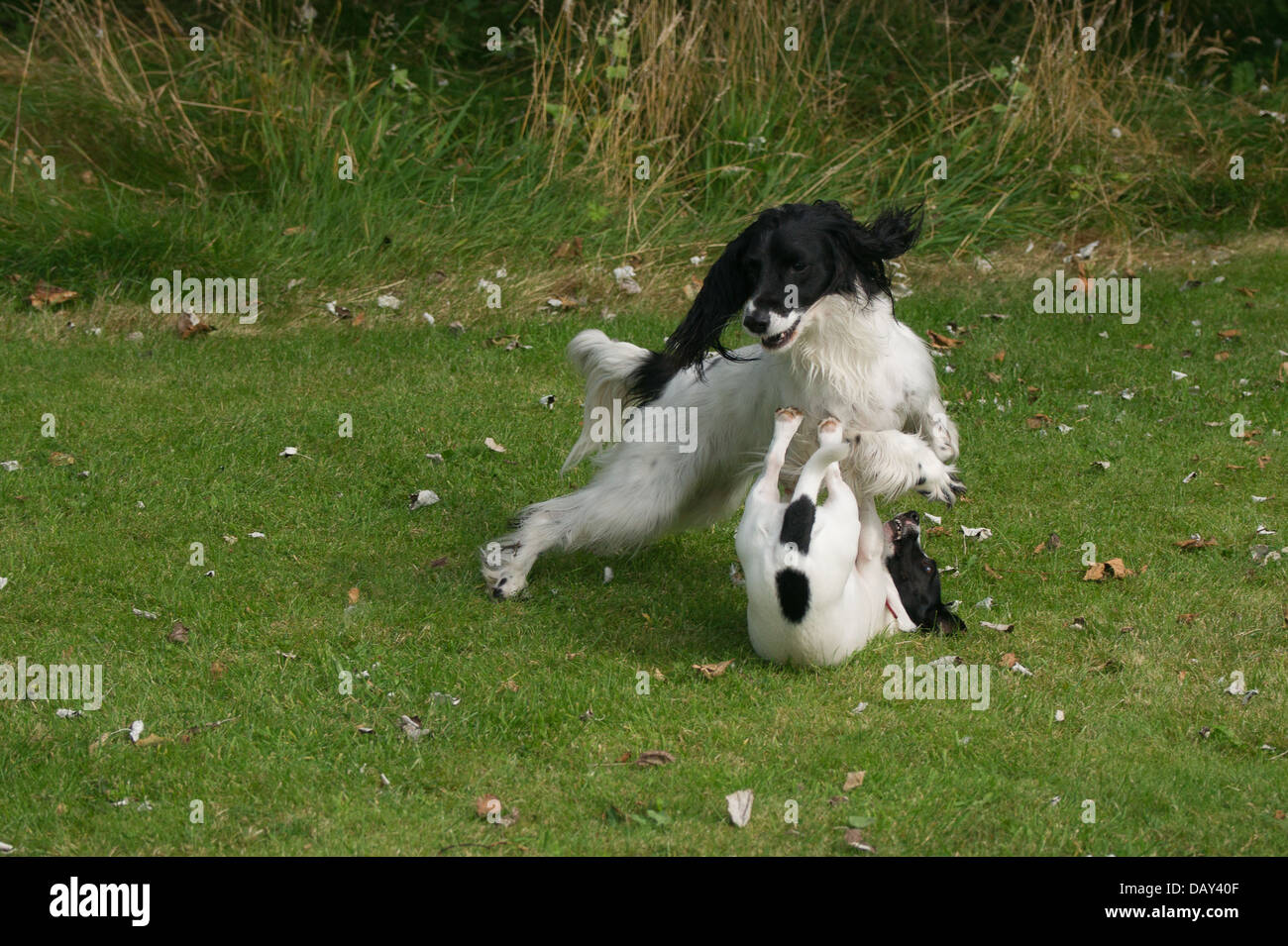 2 dogs playing in a garden Stock Photo - Alamy