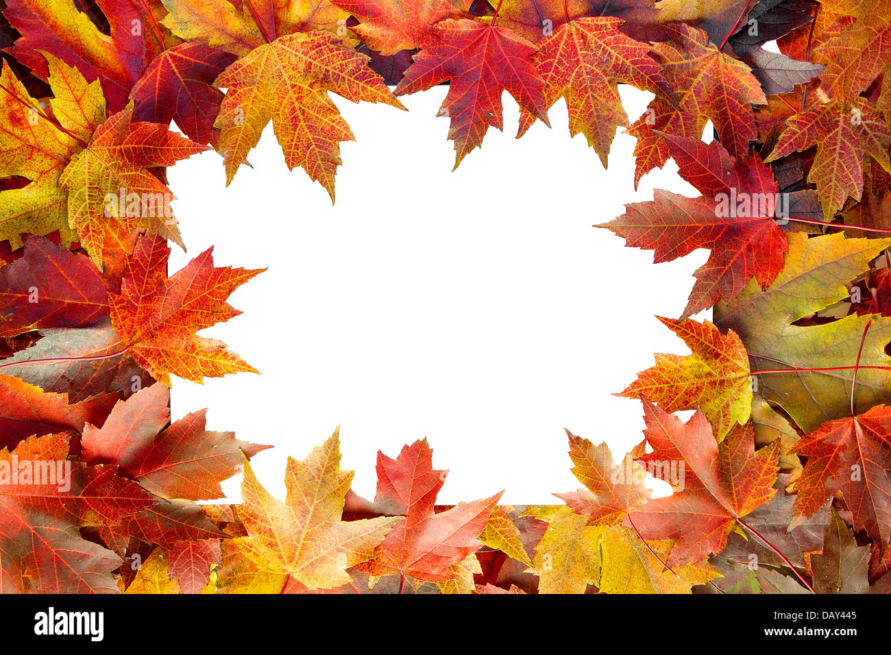 Colorful Autumn Maple Tree Fall Leaves Border with White Blank Center for Text Stock Photo