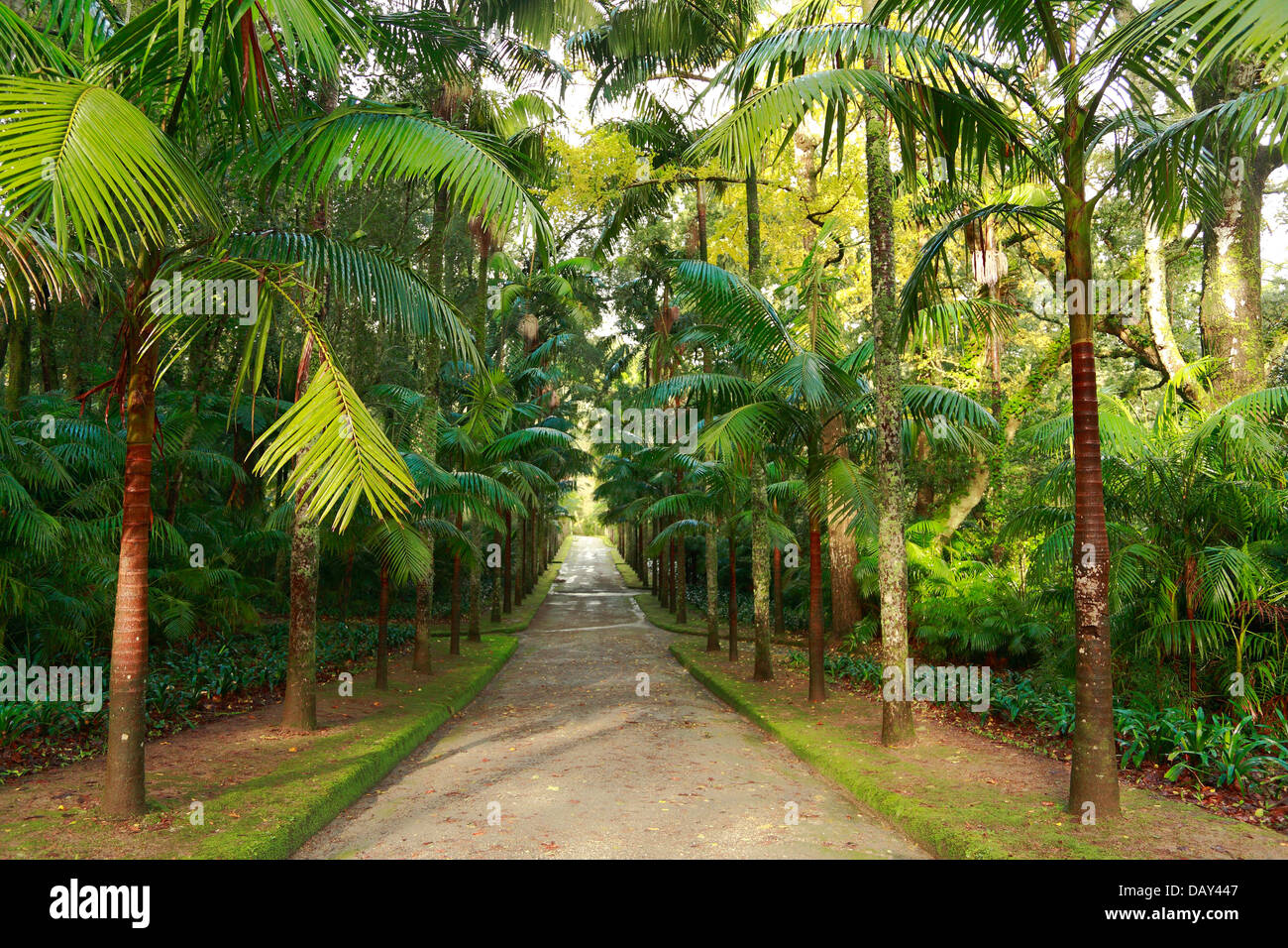 Get Terra Nostra Park Sao Miguel Background
