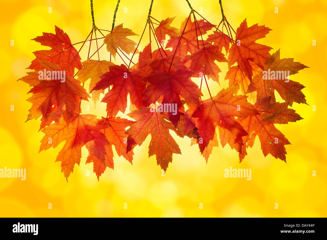 Red Maple Tree Leaves in Autumn with Orange Background and Blurred Bokeh Lights Stock Photo
