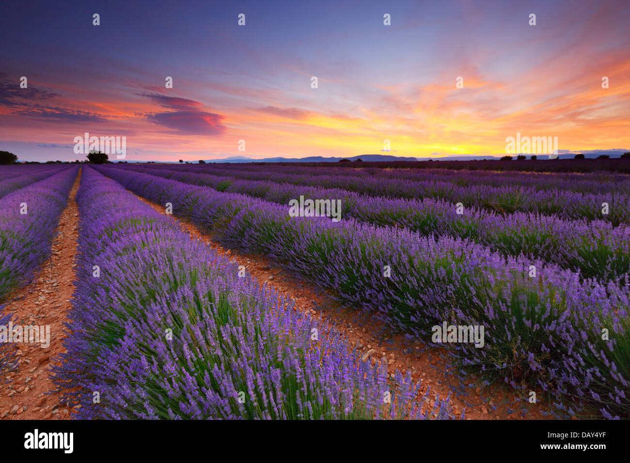 Lavender field sunset landscape Stock Photo