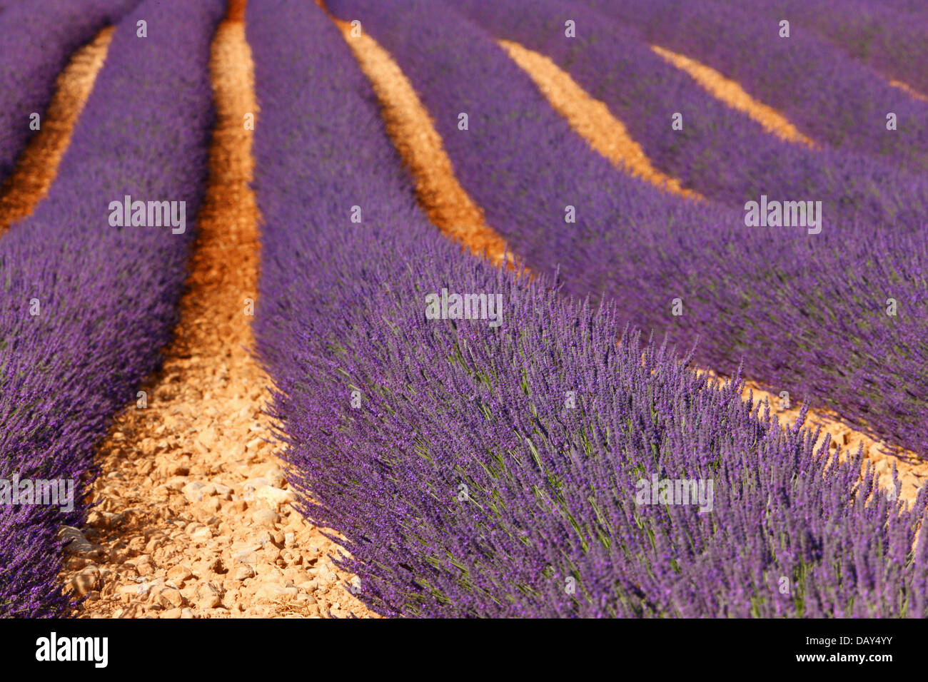 Lavender Provance Stock Photo