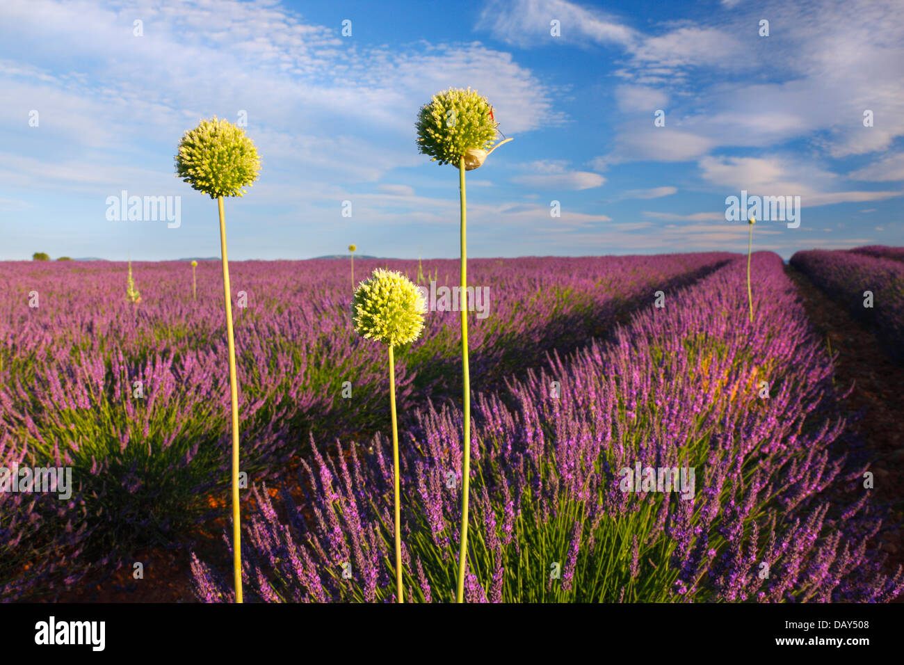 Three allium flowers in lavender field in Provence, France Stock Photo
