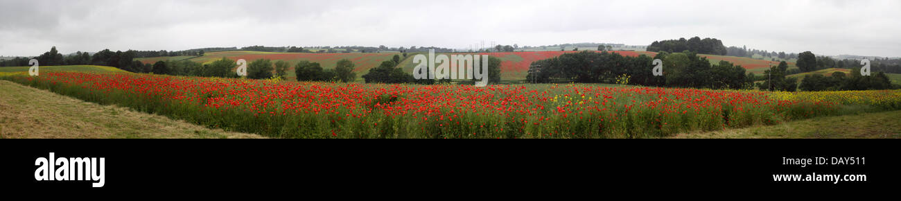 Poppy Fields Panoramic ( Papaver somniferum ) Stock Photo