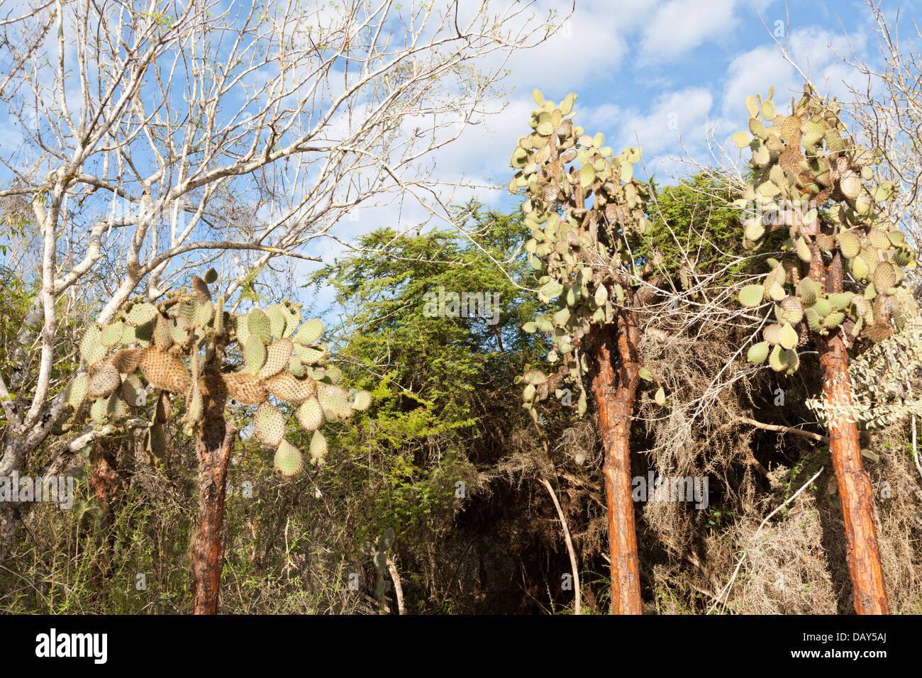 Opuntia cactus, Opuntia leucotricha, Santa Cruz Island, Galapagos Islands, Ecuador Stock Photo