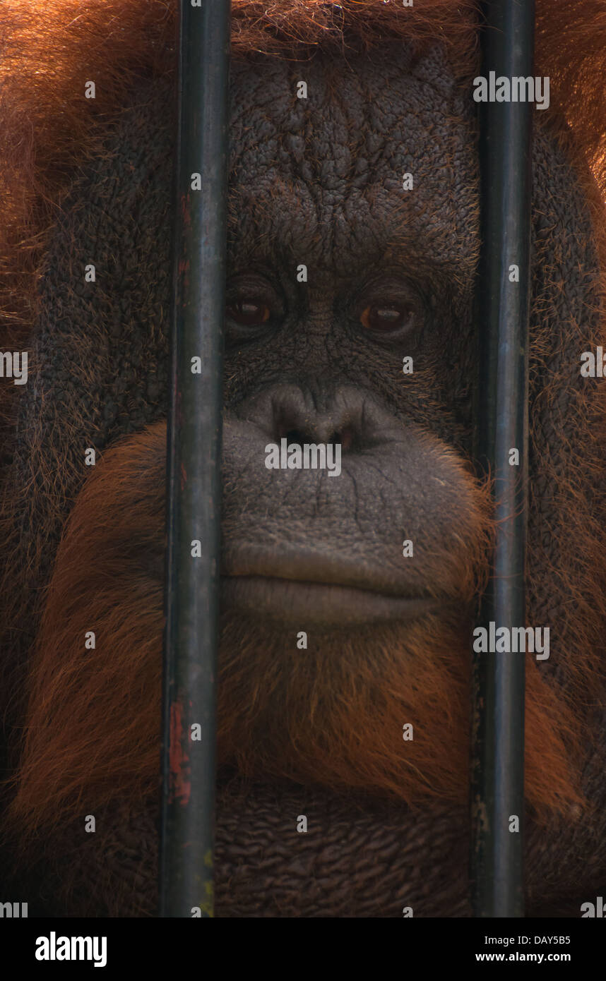 Orangutan Stock Photo