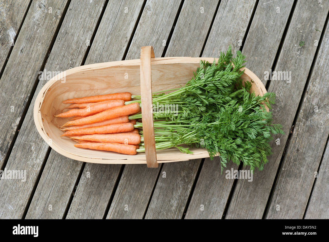 Crop of freshly picked carrots in a wooden garden trug Stock Photo