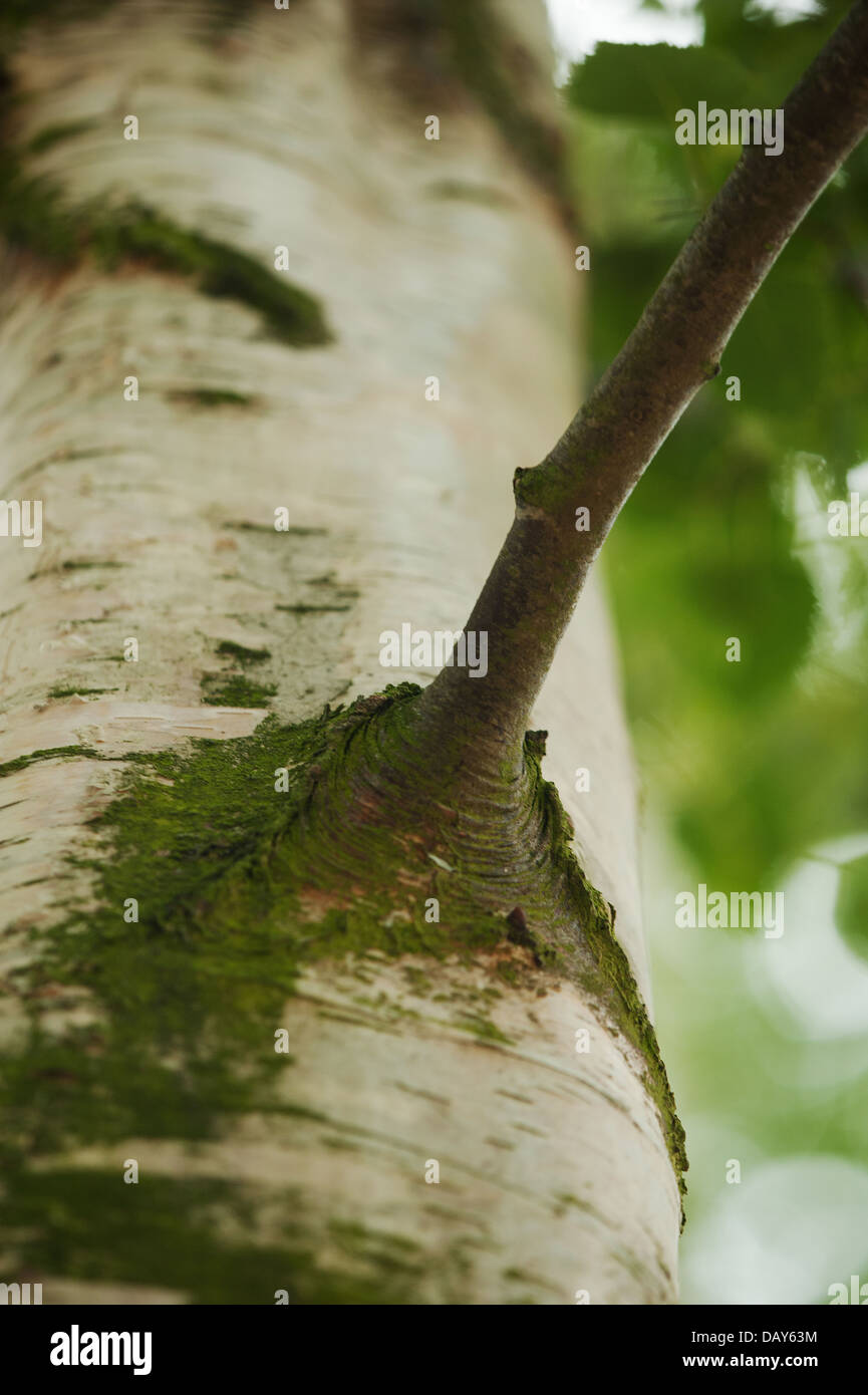 Silver birch tree trunk and beech tree hires stock photography and images Alamy