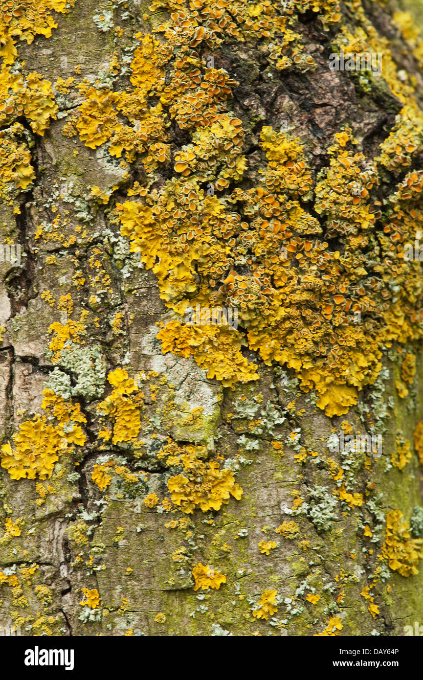 Tree lichen hi-res stock photography and images - Alamy