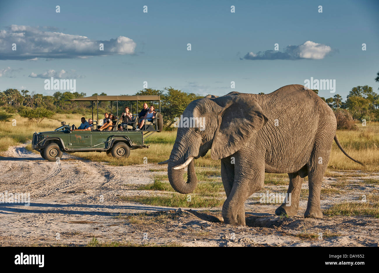 tourists watching African bush elephant (Loxodonta africana) from safari car, Chitabe, Okavango Delta, Botswana, Africa Stock Photo