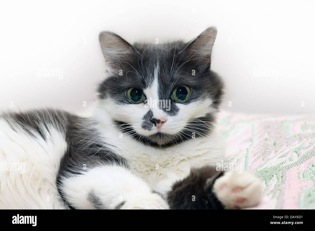 Portrait of a cat on white background Stock Photo - Alamy