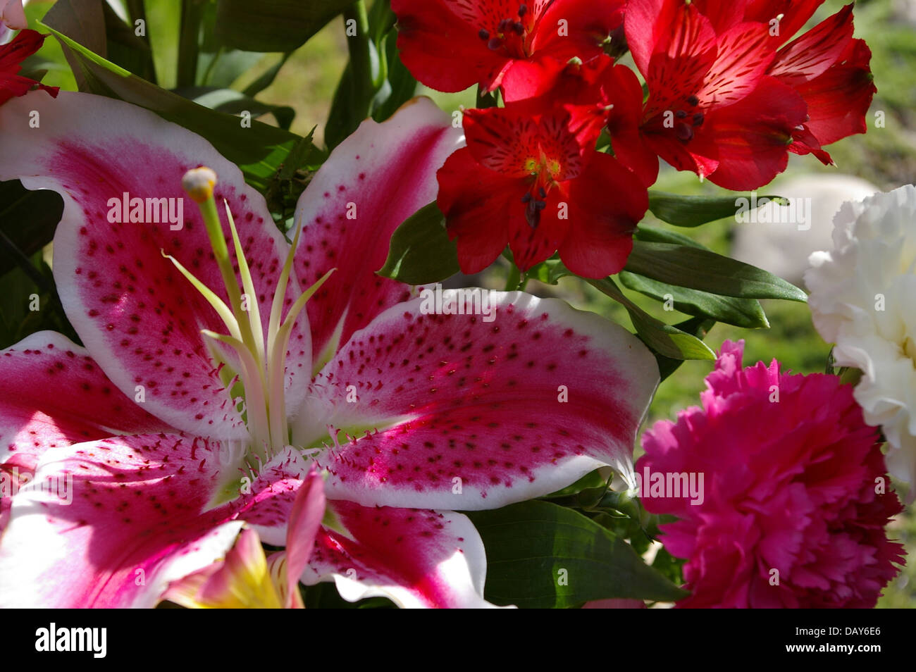 Macro of bouquet of flowers that contain a Star Gazer Lily, carnations, and other flowers. Stock Photo