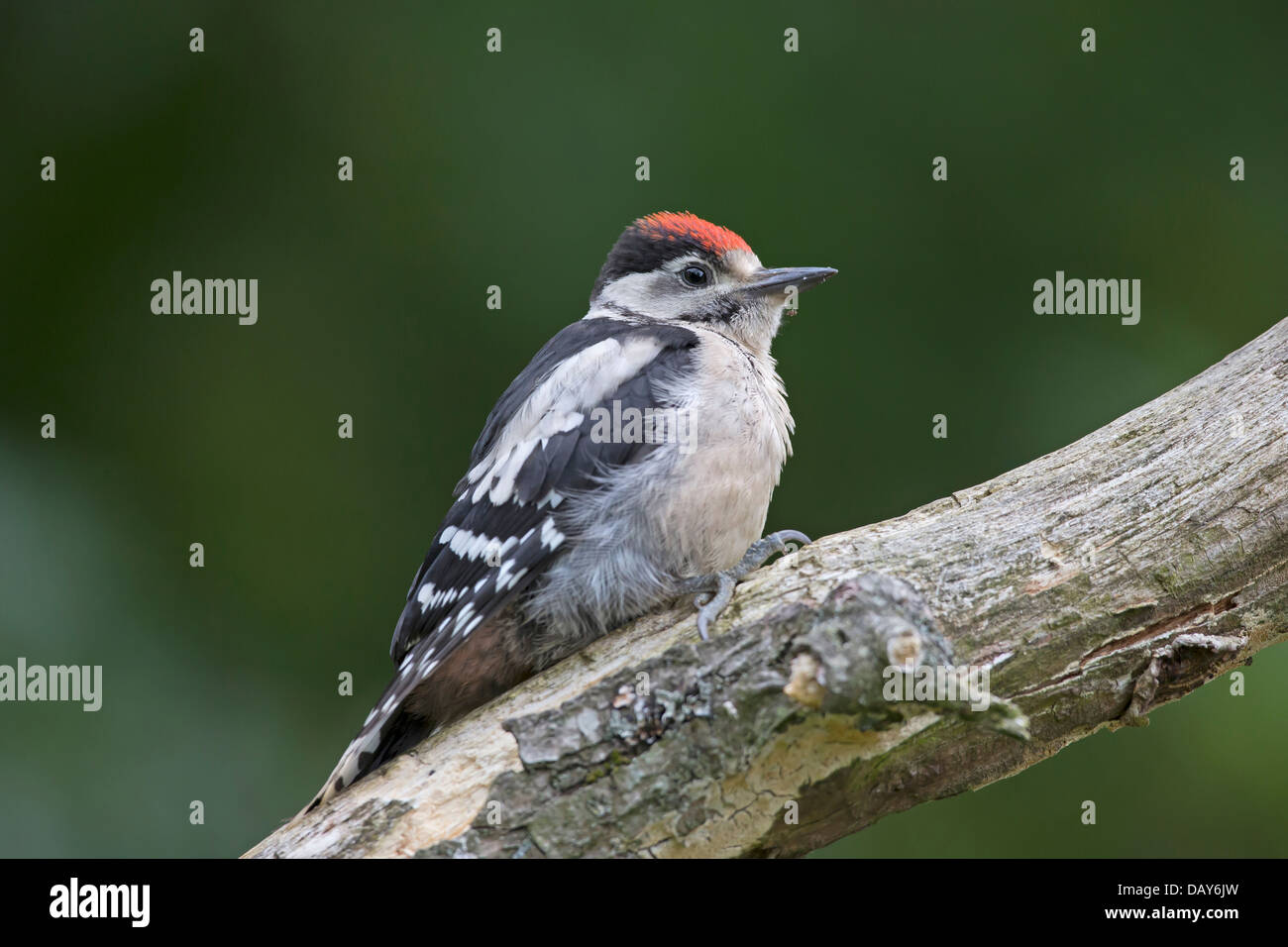 Juvenile Great Spotted Woodpecker Stock Photo - Alamy