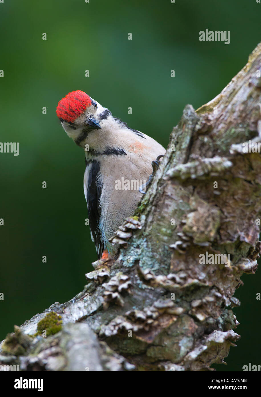 Juvenile Great Spotted Woodpecker Stock Photo - Alamy