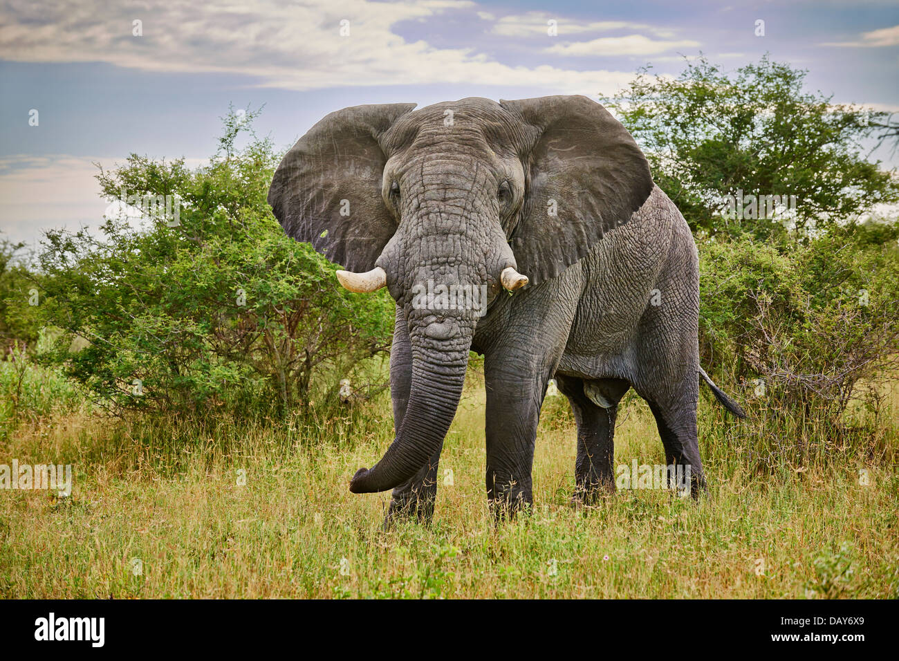 aggressive old male African bush elephant (Loxodonta africana), Chitabe, Okavango Delta, Botswana, Africa Stock Photo