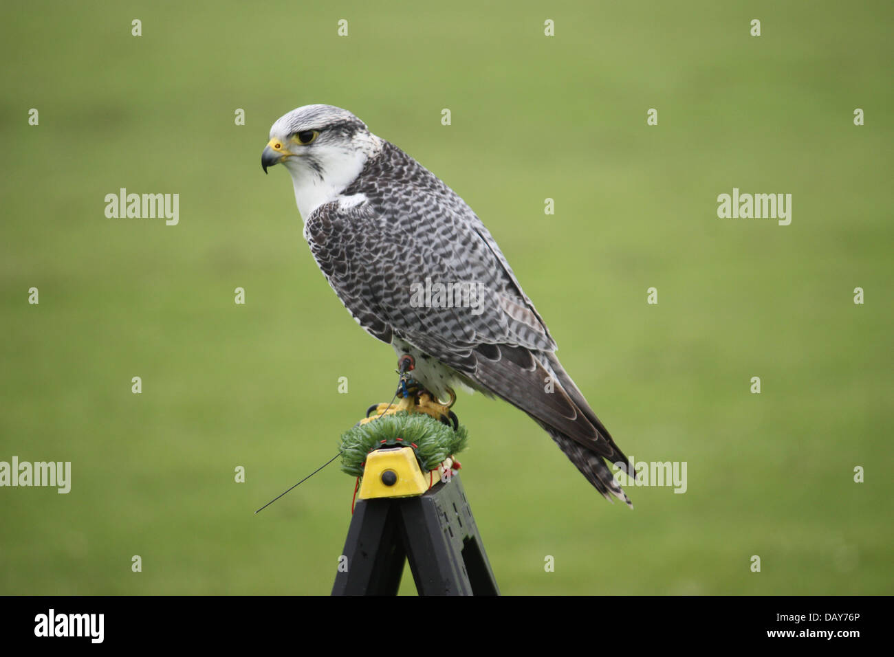 beautiful white arctic hawk Stock Photo - Alamy