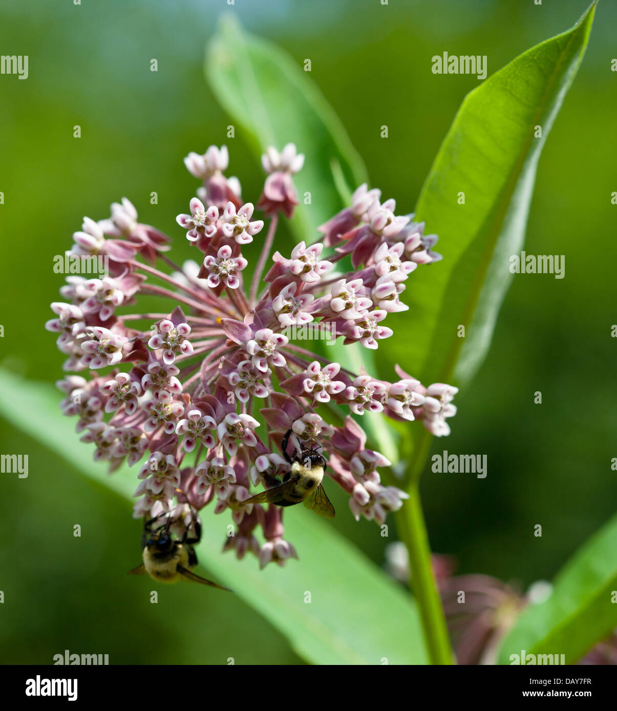 Closeup of Common Milkweed flowers (Asclepias syriaca) Stock Photo