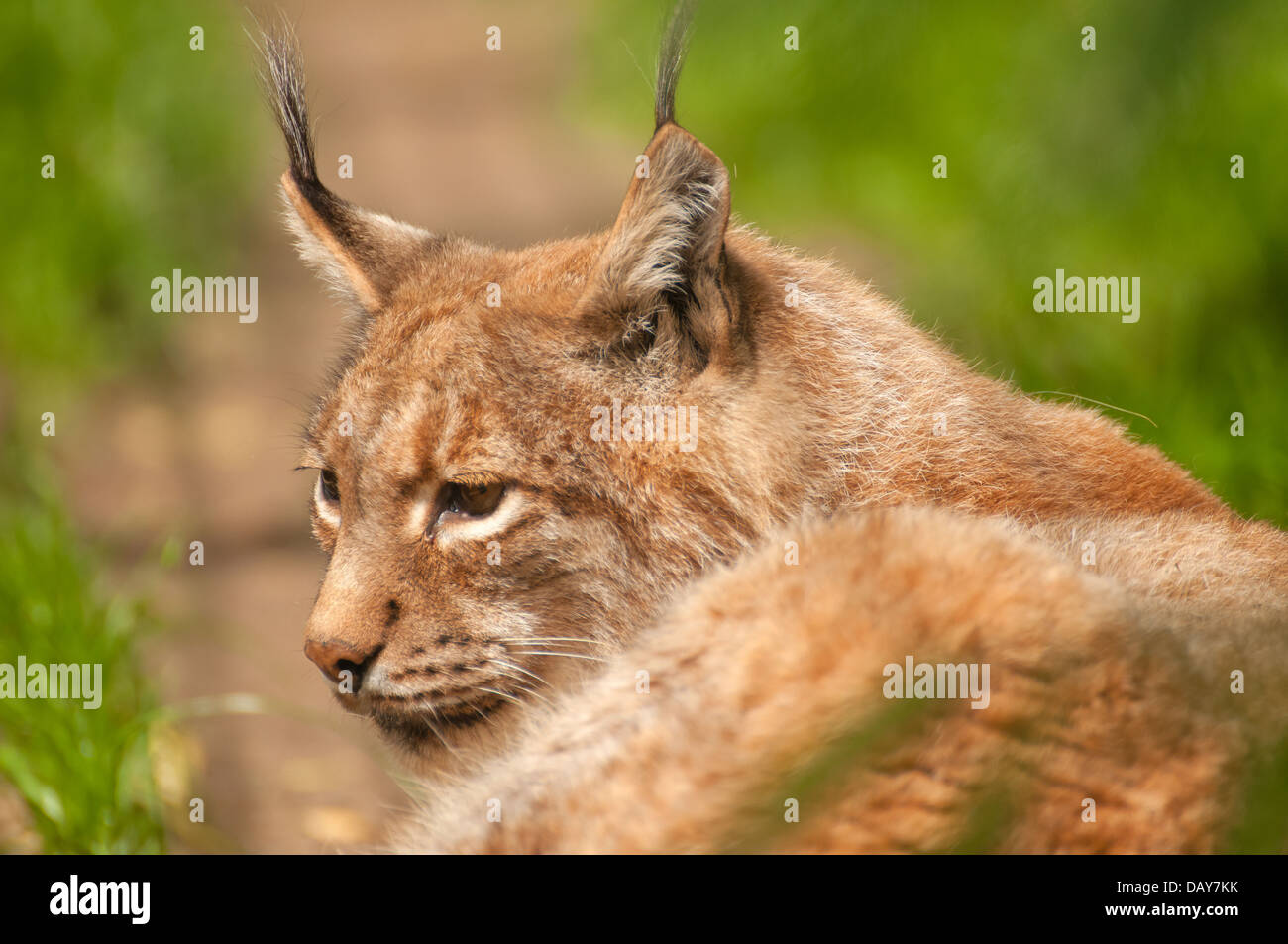 Lynx lynx Stock Photo