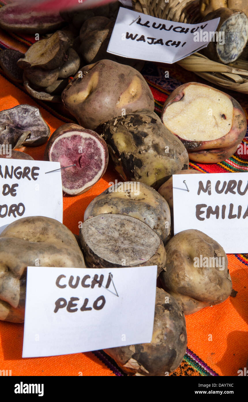 Native potatoes of the Peruvians Andes Stock Photo Alamy