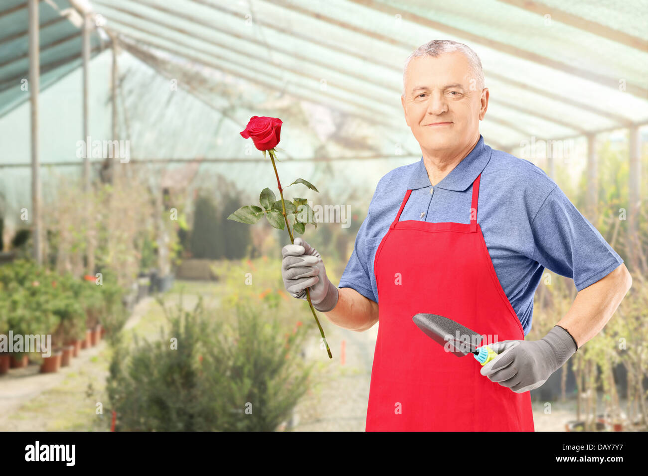 Male gardener holding a rose flower and gardening equipment, in a hothouse Stock Photo