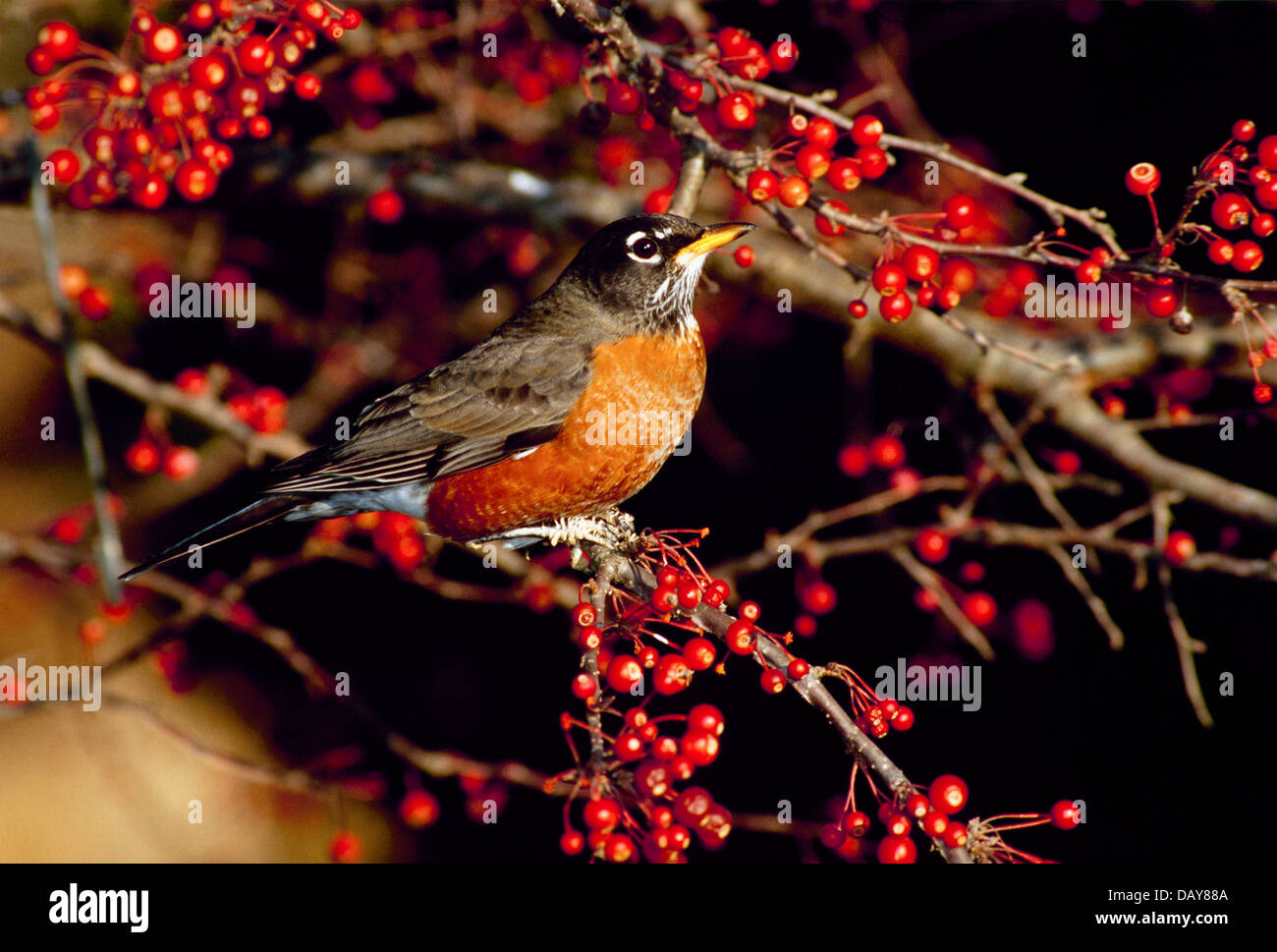Beautiful robin, Turdus migratorius, perched on Zumi Crabapple tree in fall, Maine, USA Stock Photo