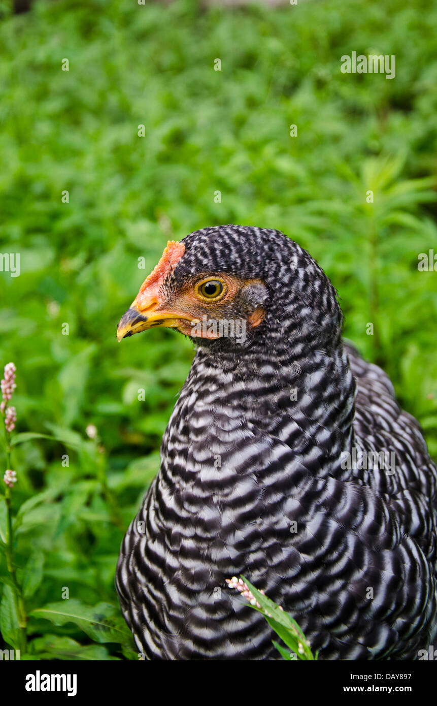 Plymouth Rock or barred rock juvenile Chicken in yard, Yarmouth Maine