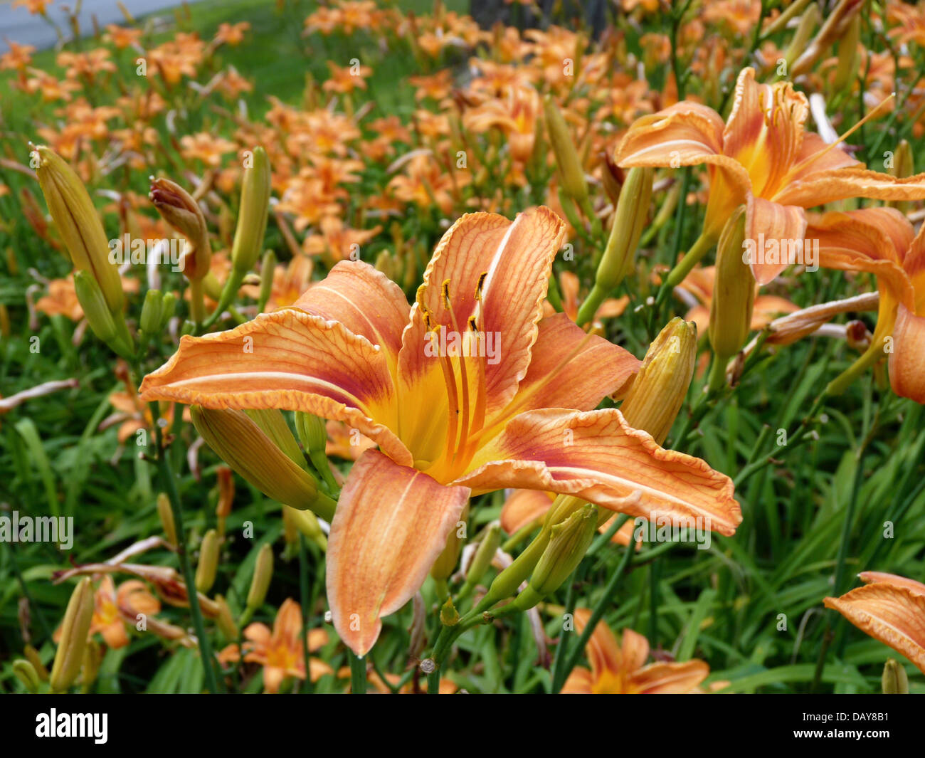 Lilies of the field hires stock photography and images Alamy