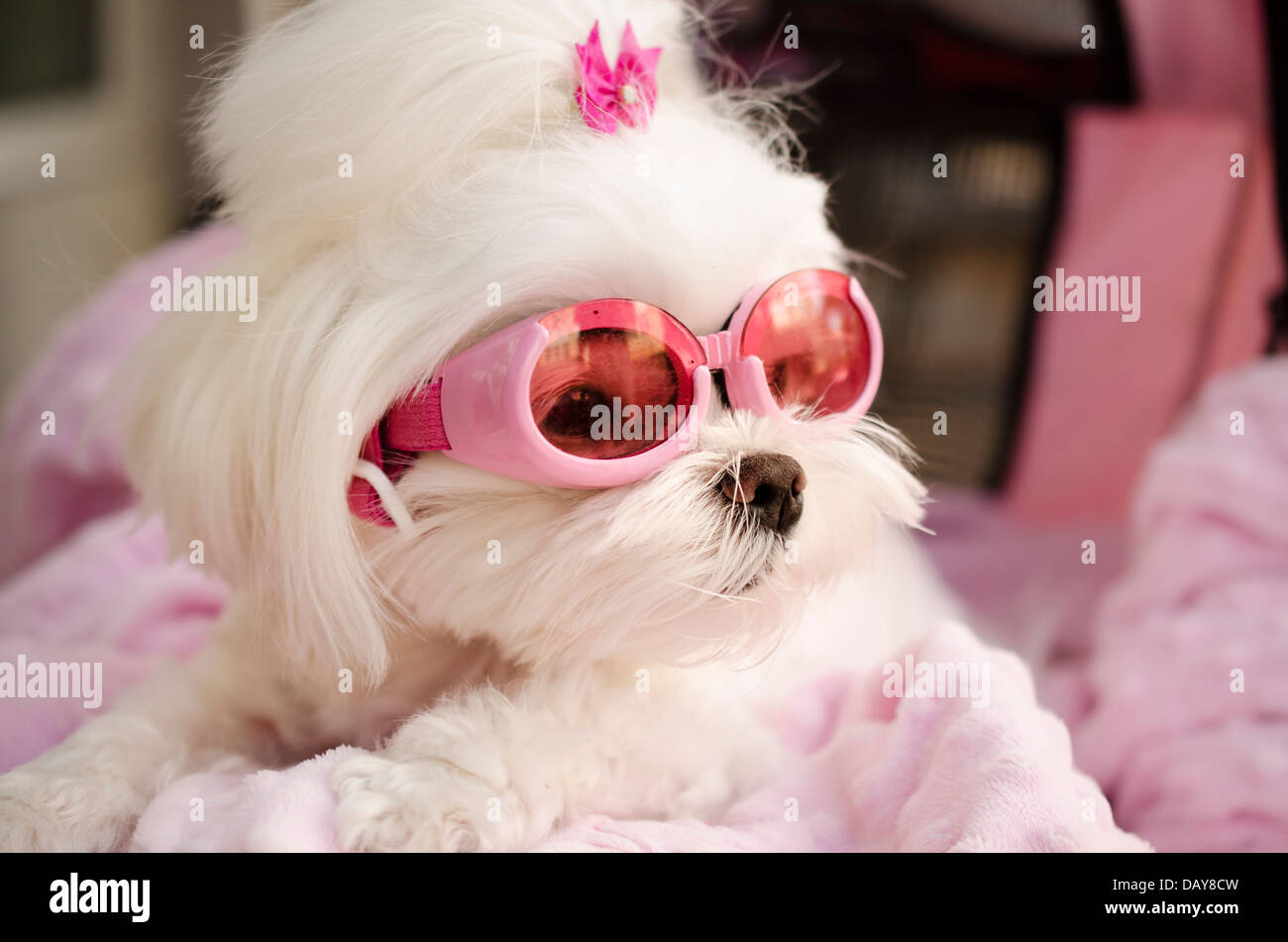 Cute Maltese puppy pet dog Stock Photo