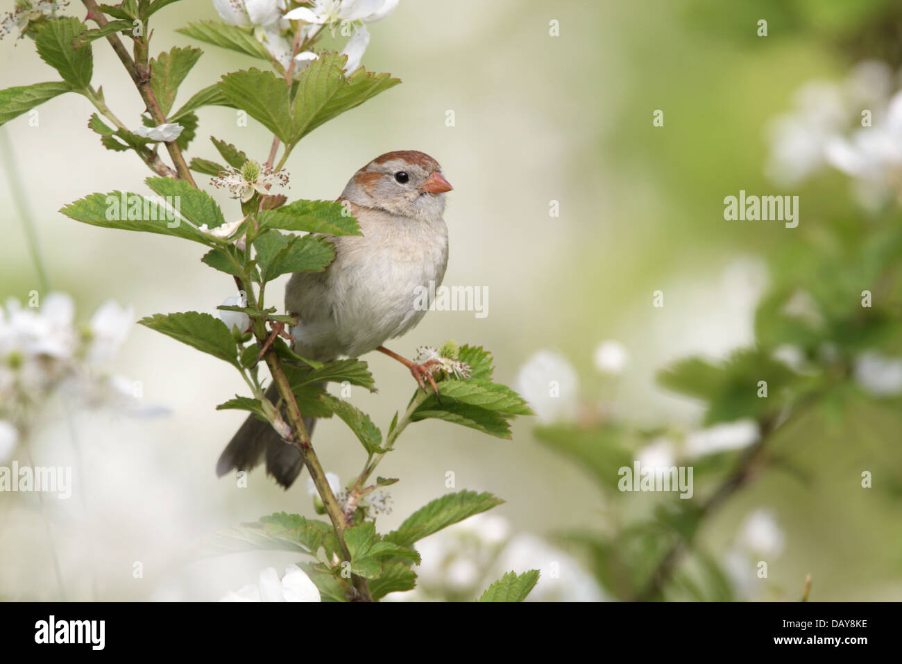 Field Sparrow perching in Blackberry Flowers bird songbird Ornithology Science Nature Wildlife Environment Stock Photo