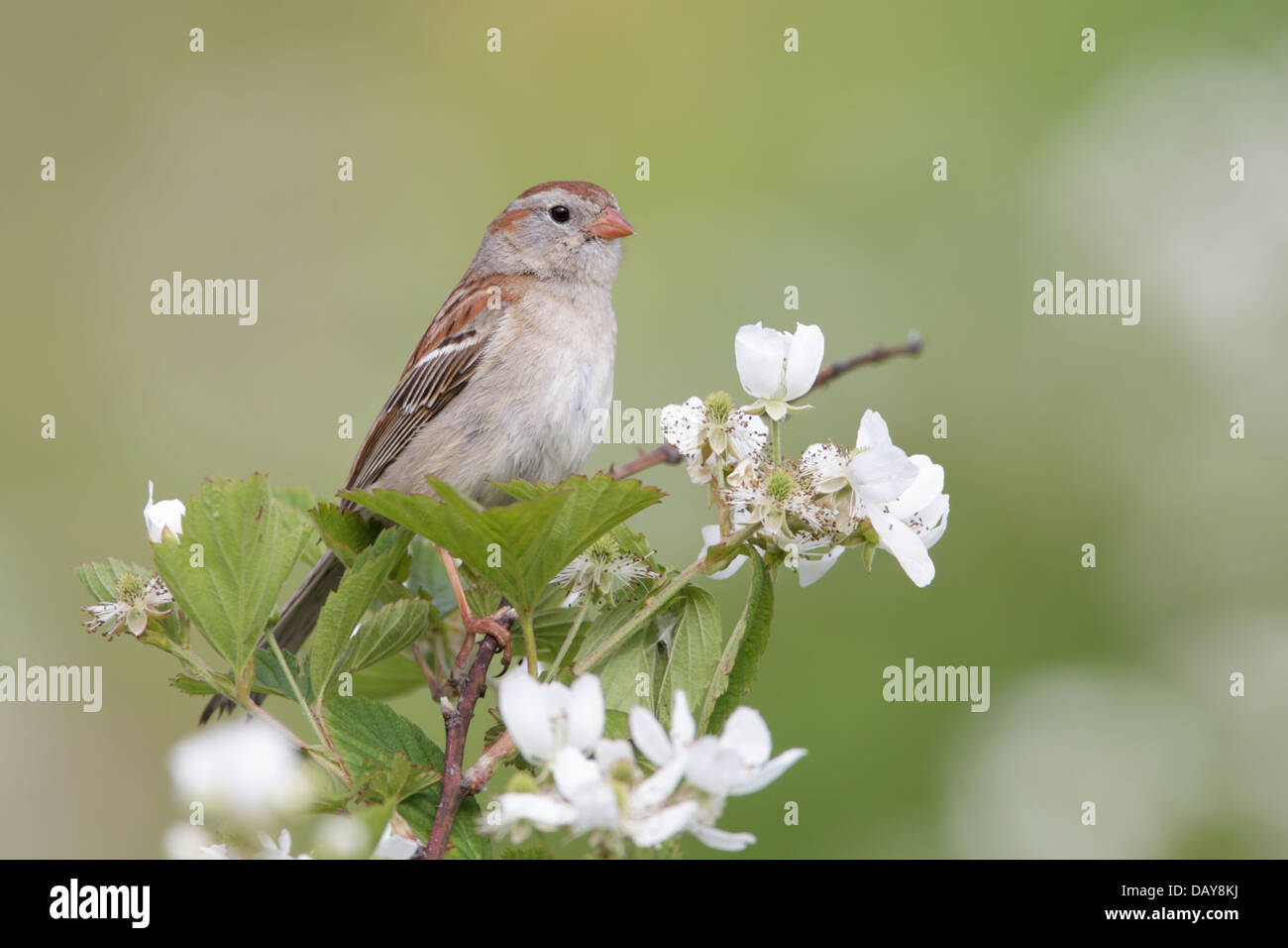 Field Sparrow perching in Blackberry Flowers bird songbird Ornithology Science Nature Wildlife Environment Stock Photo