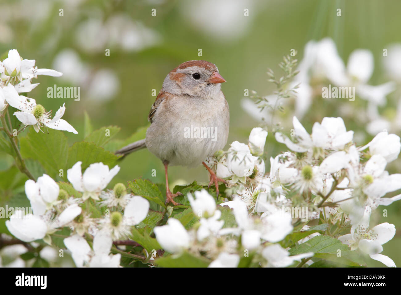 Field Sparrow perching in Blackberry Flowers bird songbird Ornithology Science Nature Wildlife Environment Stock Photo