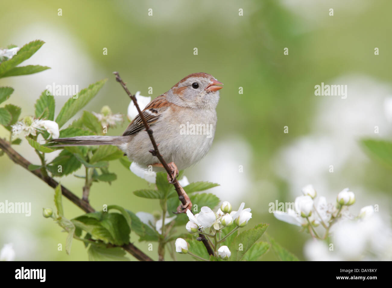 Field Sparrow perching in Blackberry Flowers bird songbird Ornithology Science Nature Wildlife Environment Stock Photo