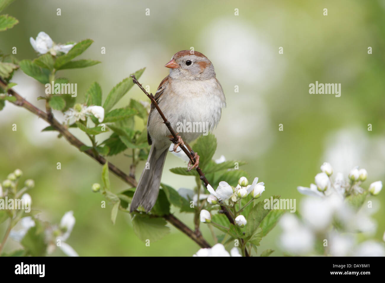 Field Sparrow perching in Blackberry Flowers bird songbird Ornithology Science Nature Wildlife Environment Stock Photo