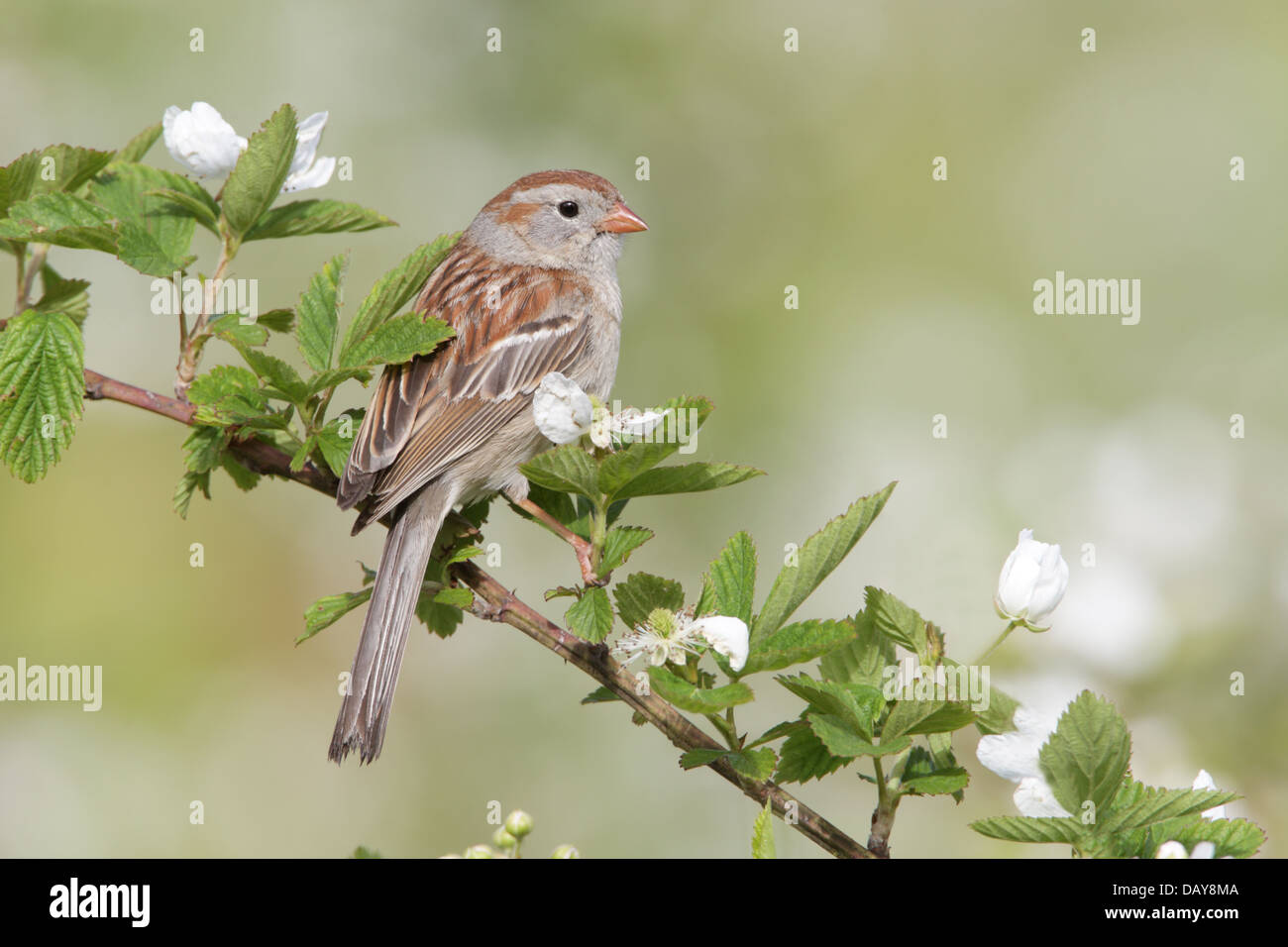 Field Sparrow perching in Blackberry Flowers bird songbird Ornithology Science Nature Wildlife Environment Stock Photo