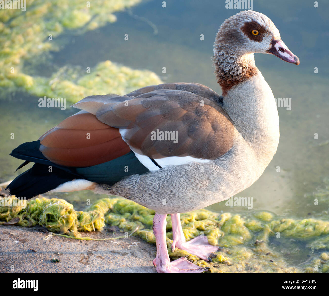 various photographs of adult geese alone and some with goosling chicks by the water edge, superb