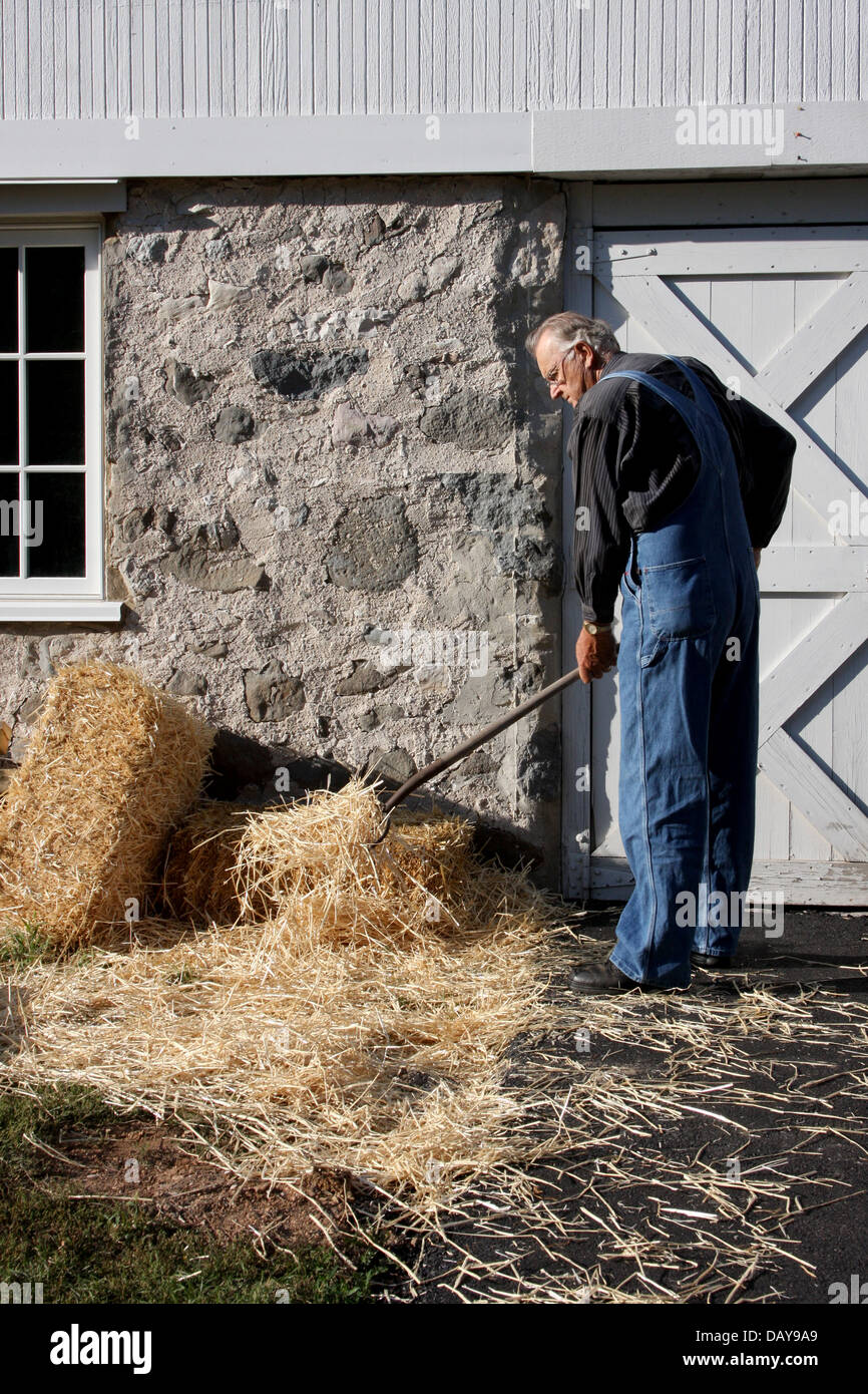 A farmer using a pitchfork to move straw Stock Photo