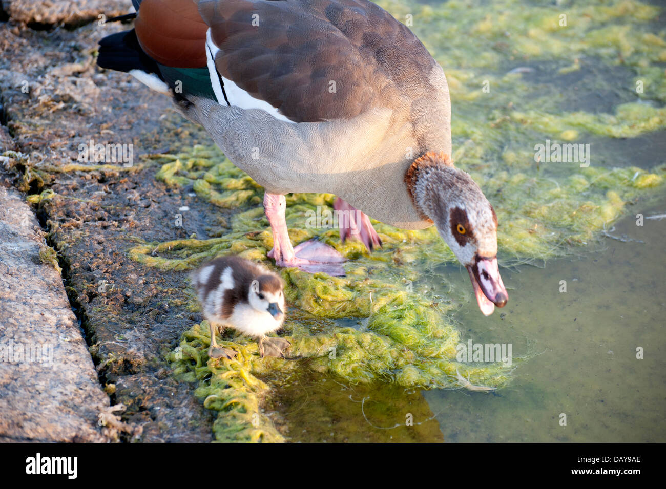 various photographs of adult geese alone and some with gosling chicks