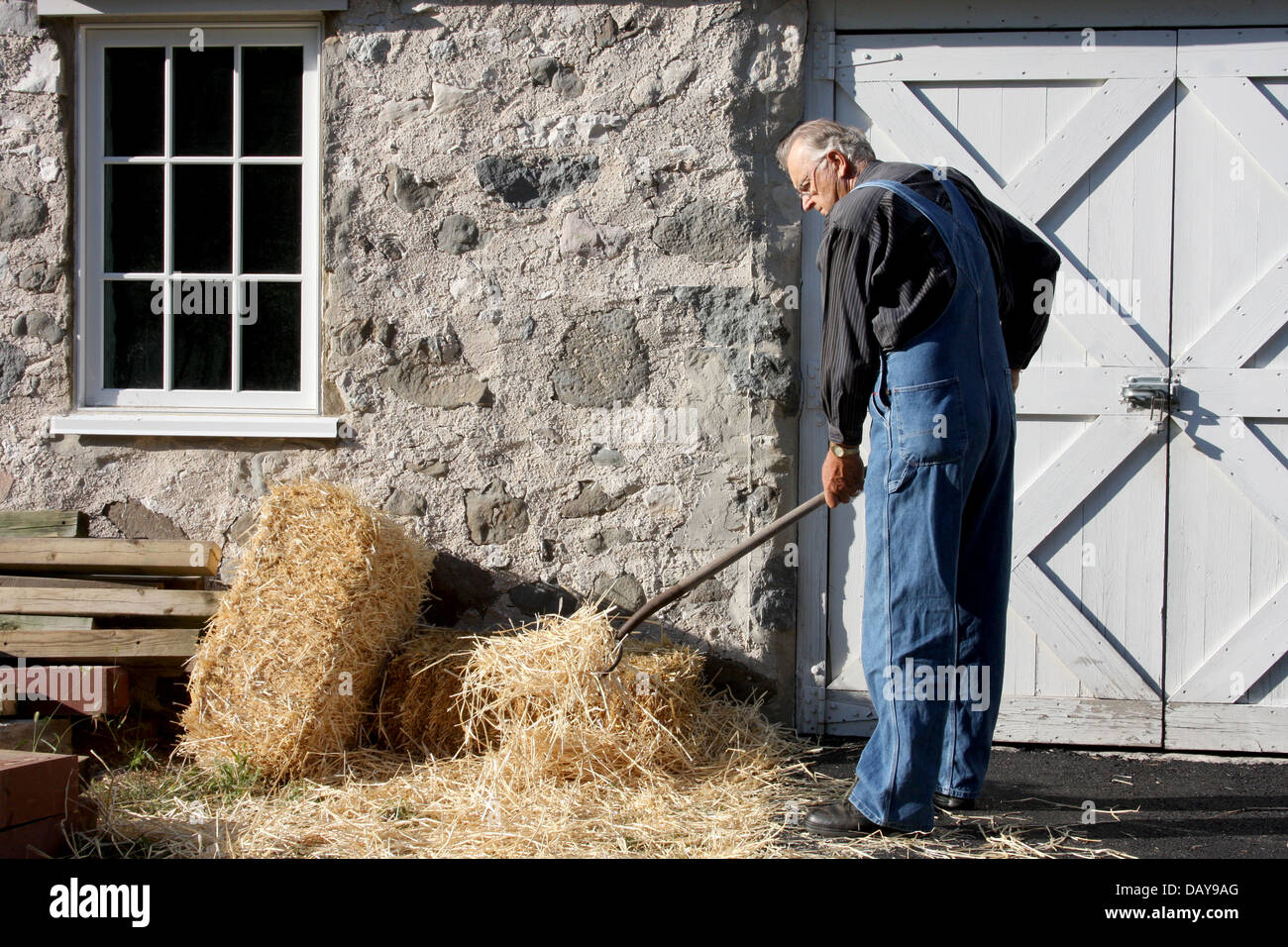 A farmer using a pitchfork to move straw Stock Photo