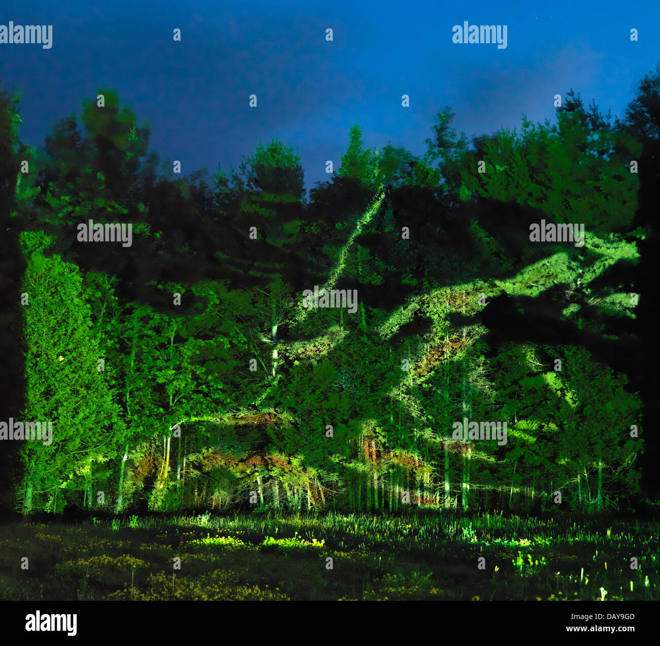 Abstract light projection on trees, beautiful abstract night nature scenery Stock Photo