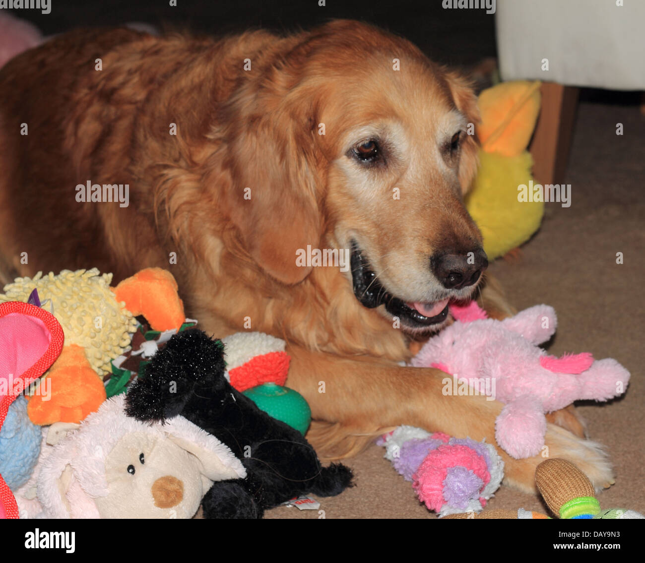 Male golden retriever hi-res stock photography and images - Alamy