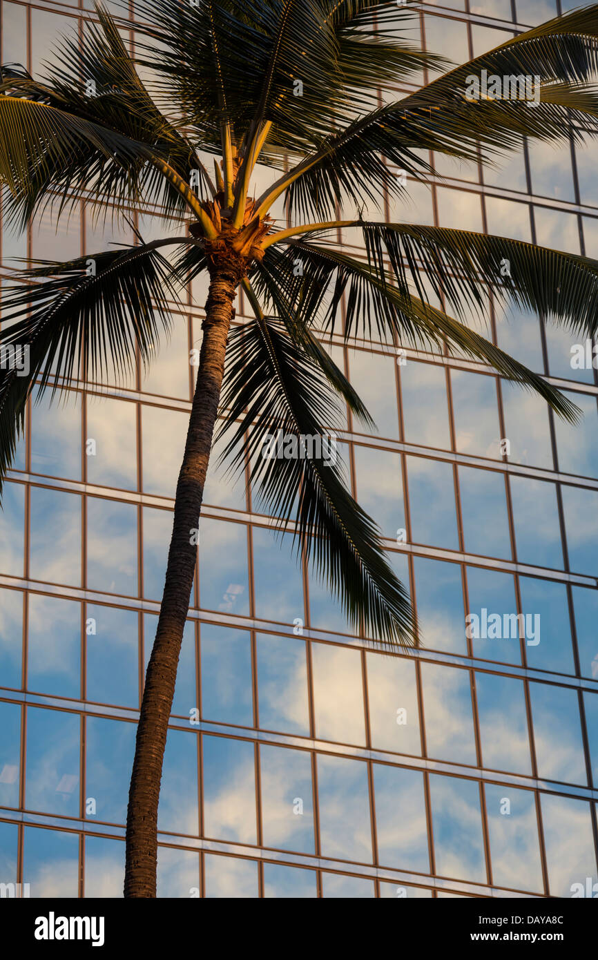 Palm tree with clouds reflected on a mirror building in downtown